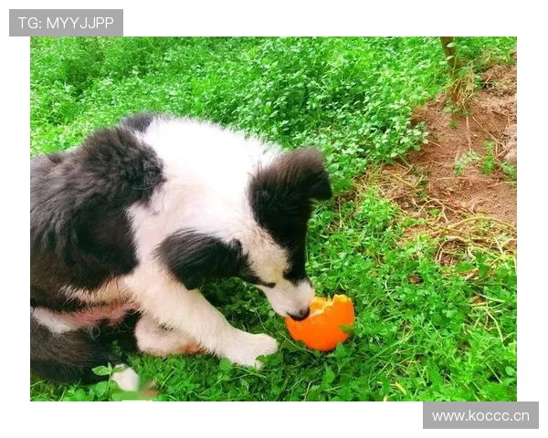 高磊比赛场下居然偷偷养了个小动物，完全不像运动员的生活节奏啊！